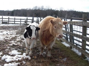Two calves at Rikki's Refuge