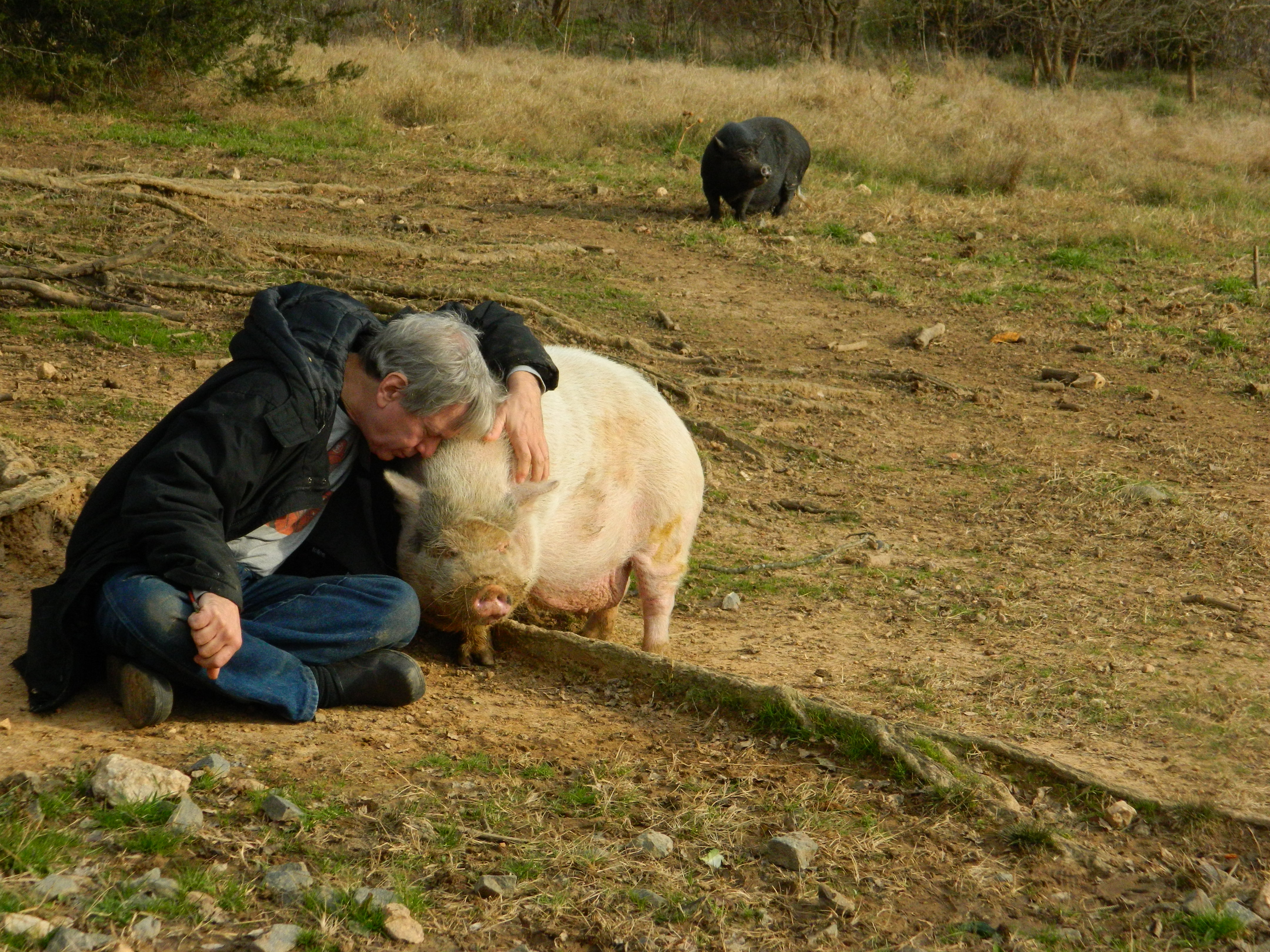 One of our guests, Ethan, is truly a pig whisperer!!