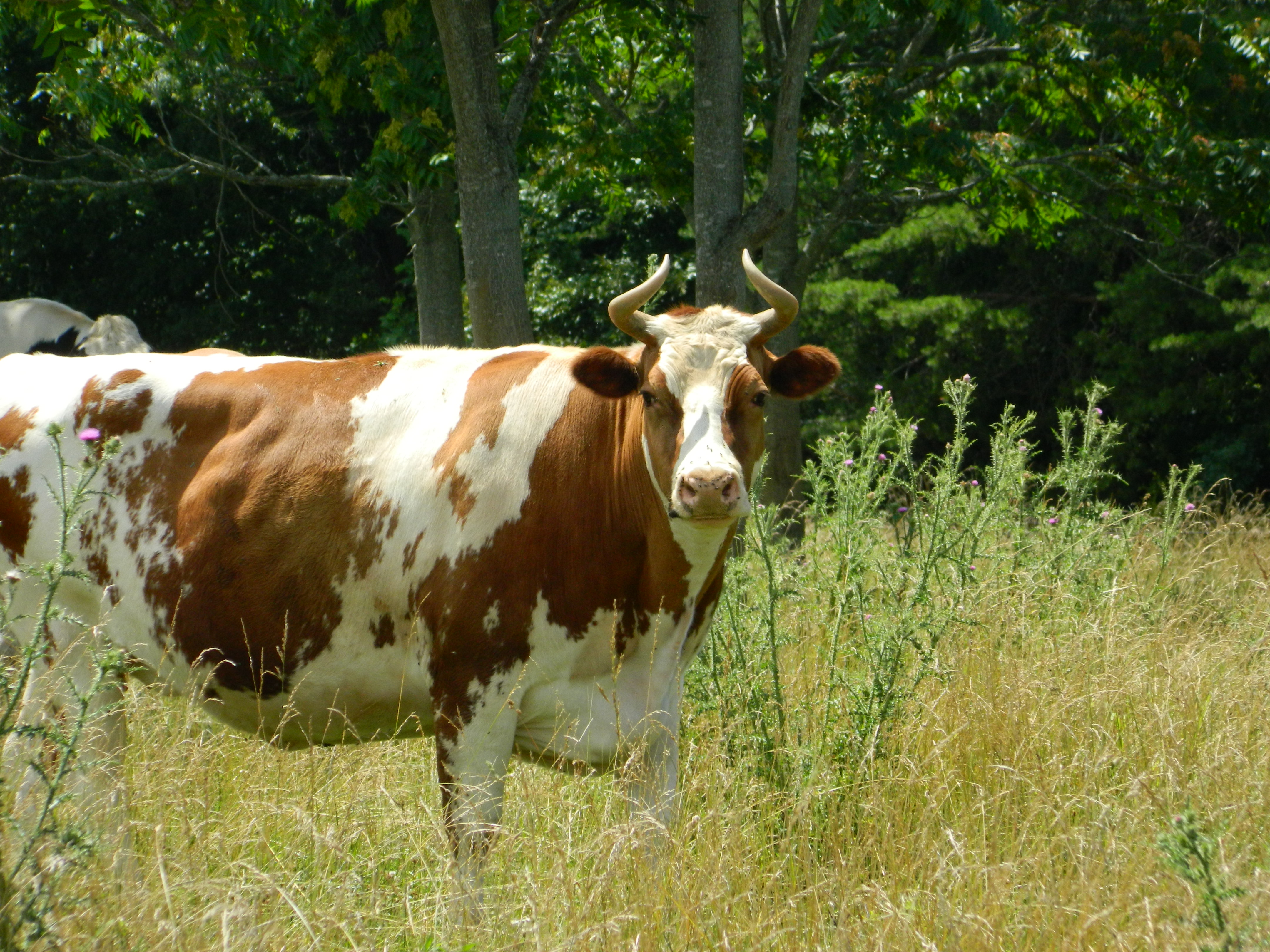 Heidi cow field grass