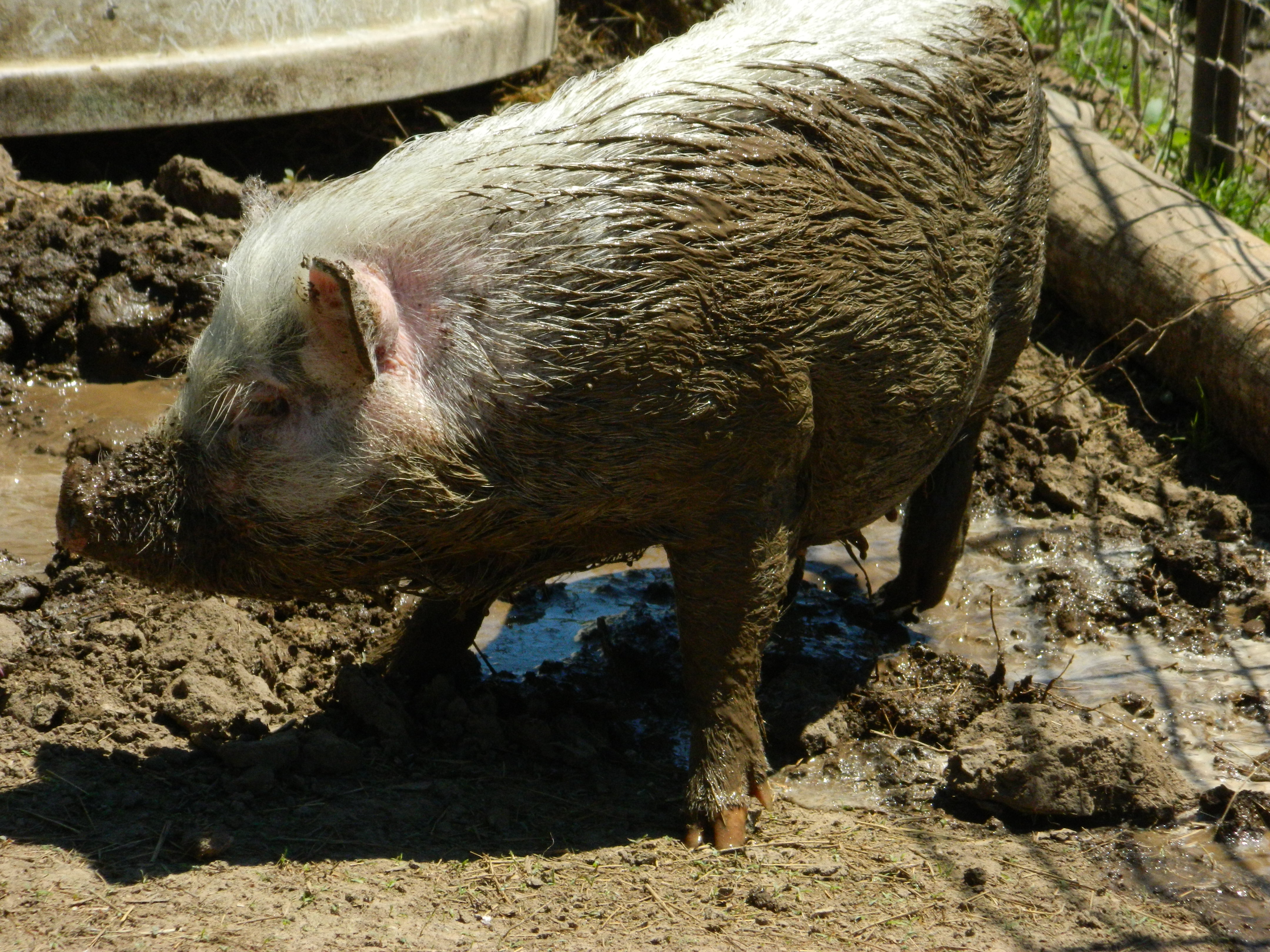 Loretta loves a good  mud bath!!