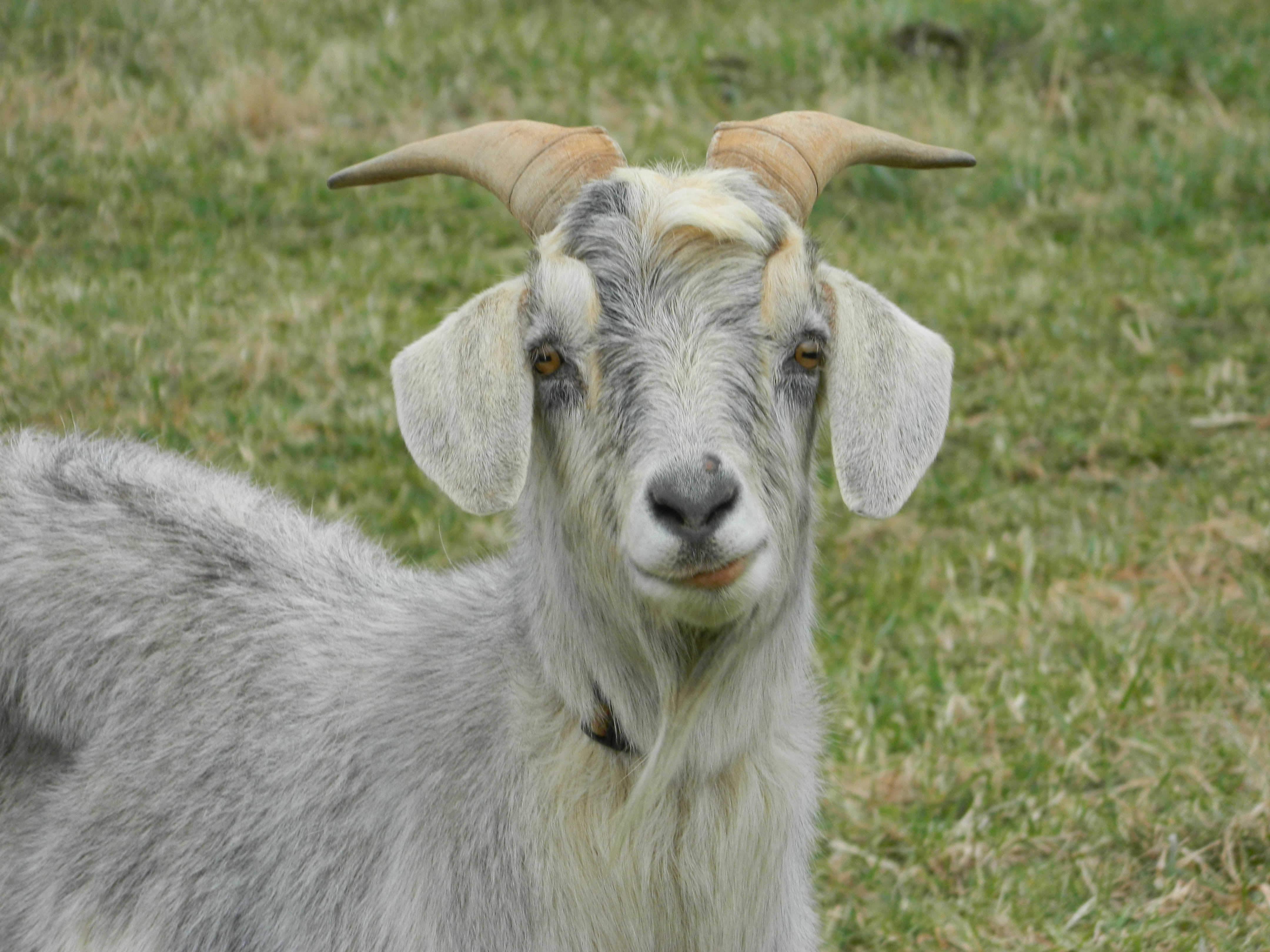 Petey goat smile smiling
