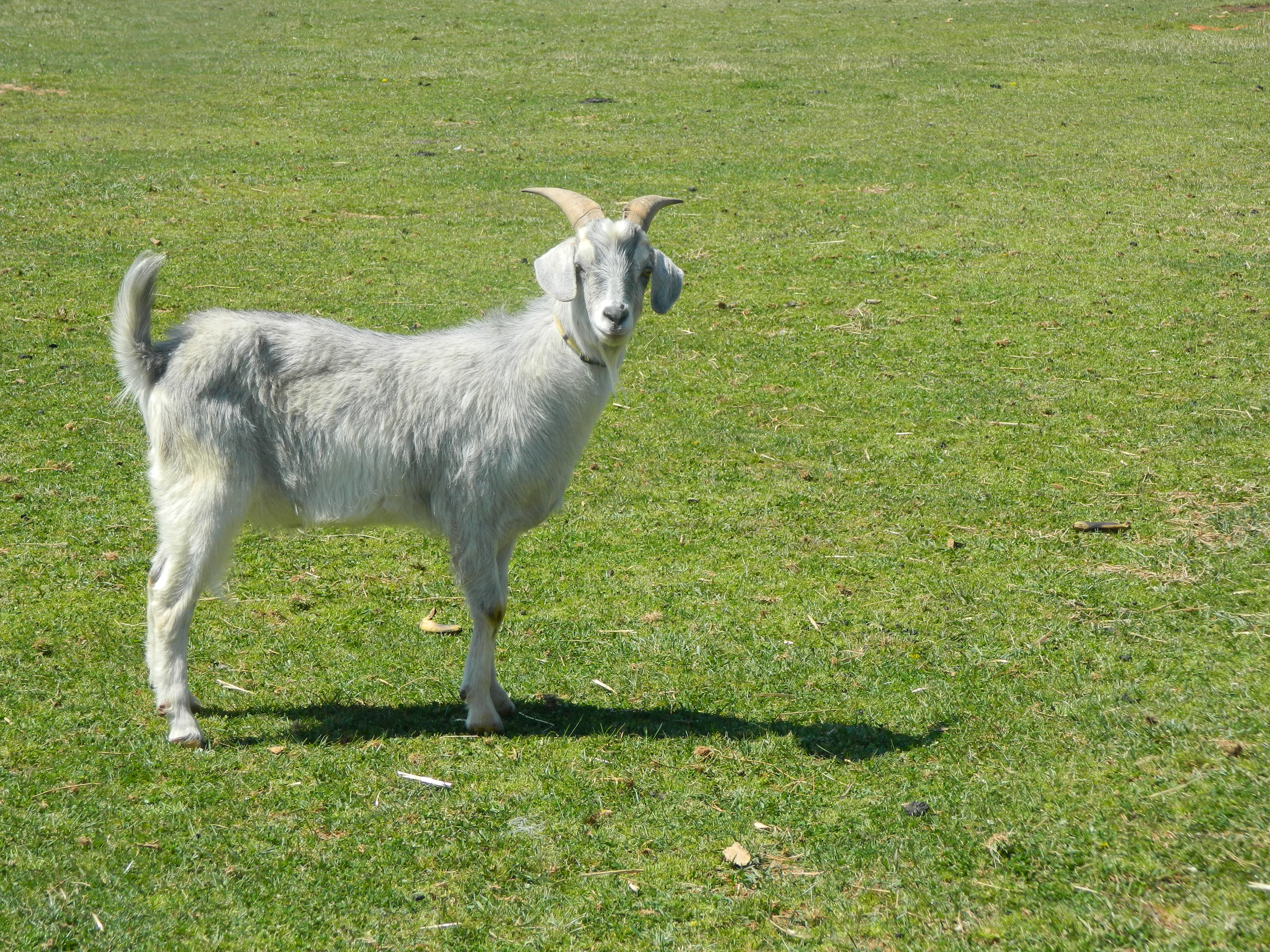 Petey goat