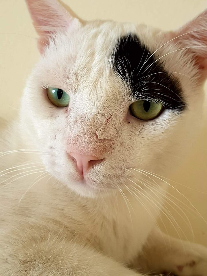 Qatar cat scarface portrait face