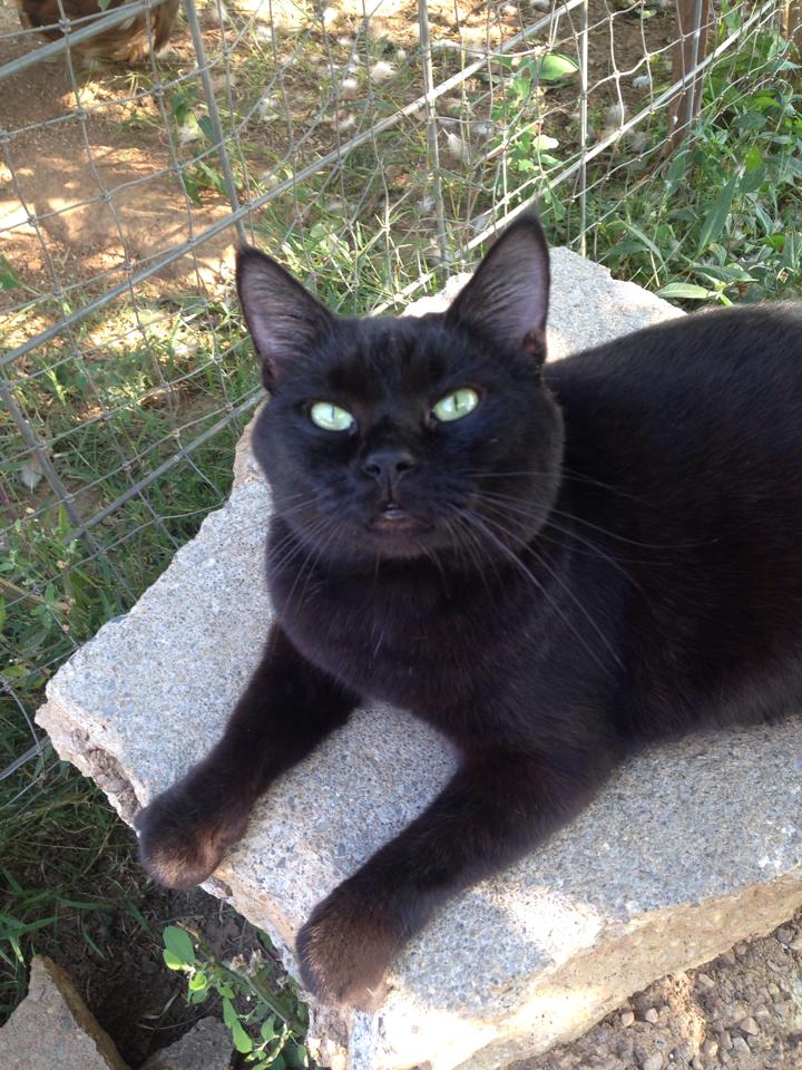 Toby black cat