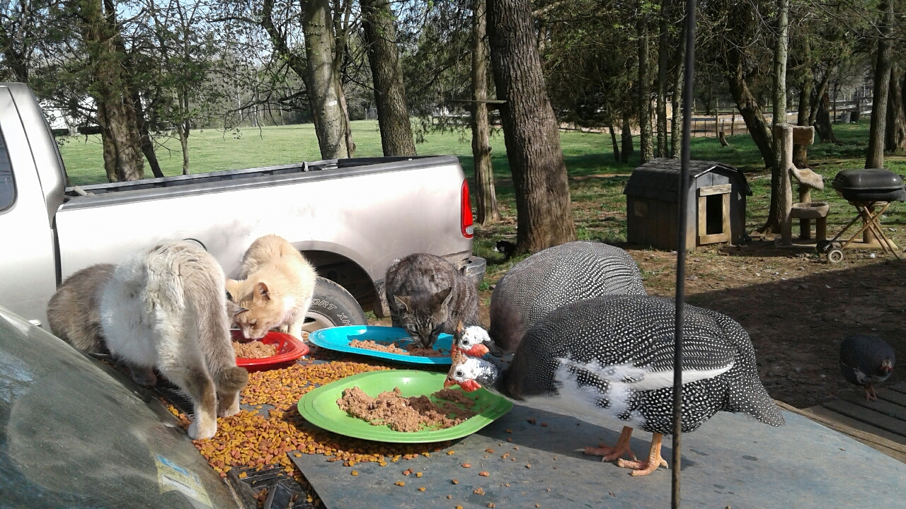 eat every meal cats guinea fowl