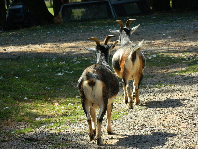 Wiggly goat butts