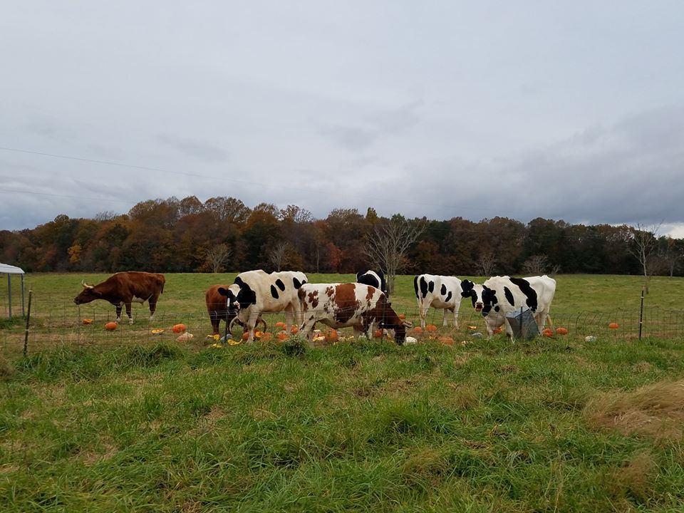pumpkin happy cows