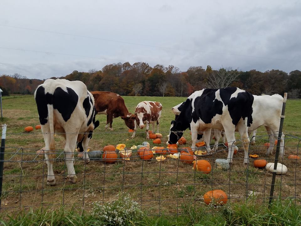 pumpkins cows cow