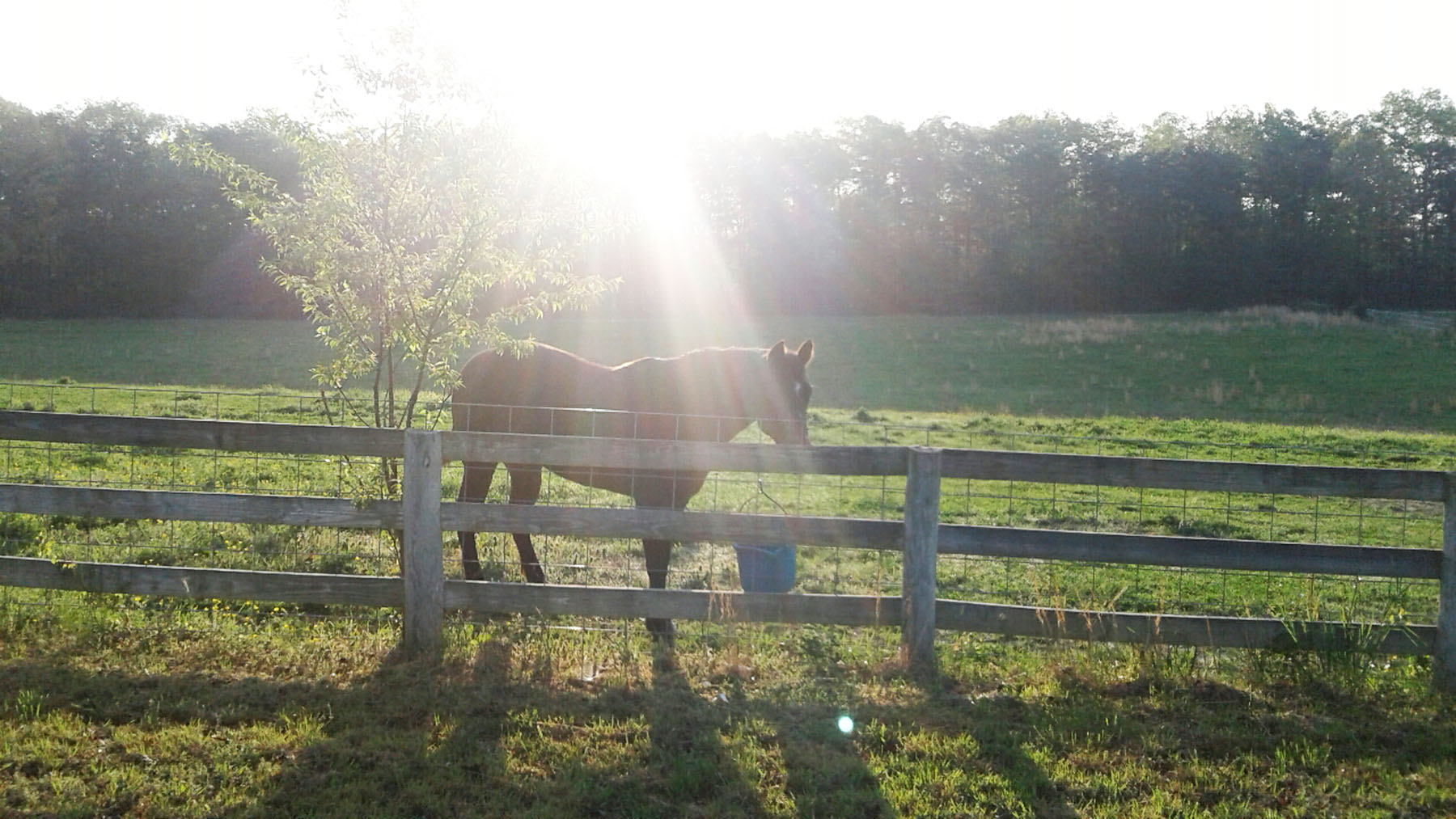 SIZED lucy horse love shines down