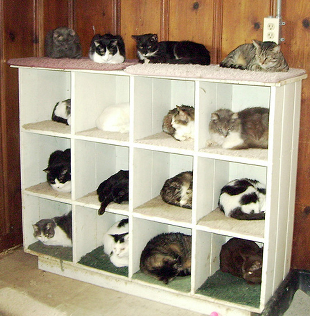 famous photo cats on shelf