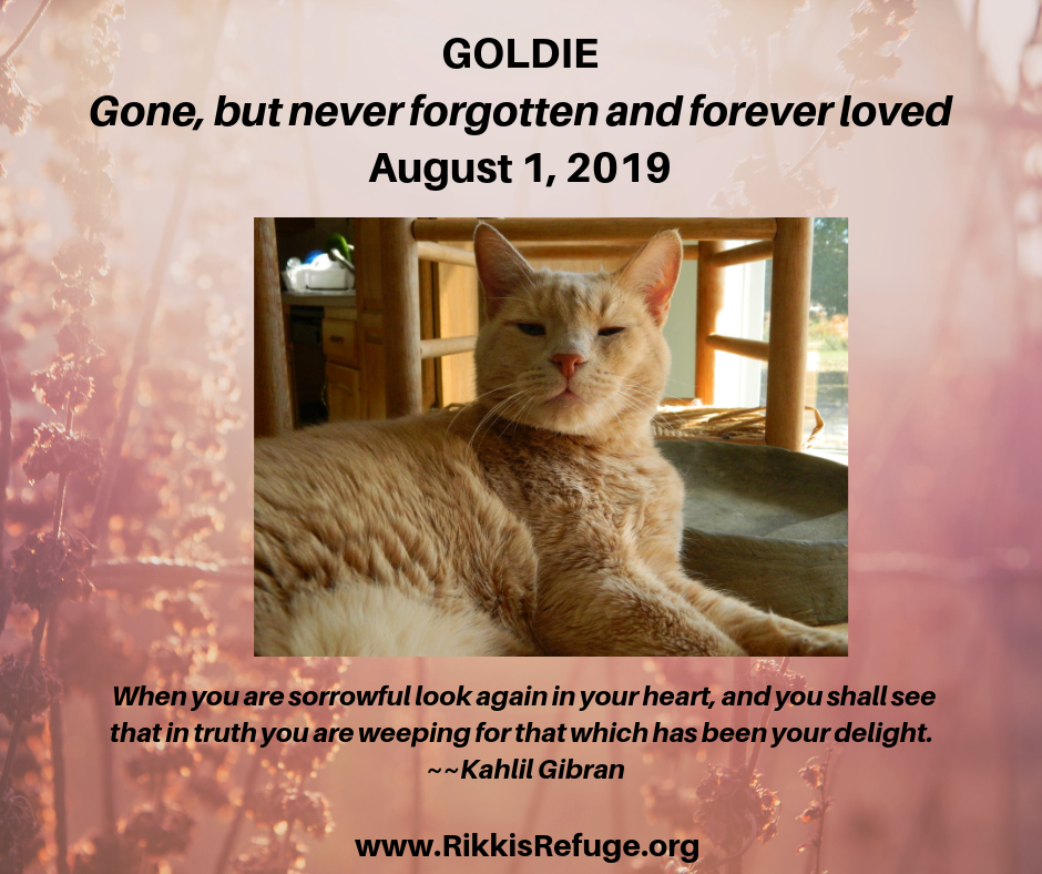 GOLDIE CAT RIP 8-1-19