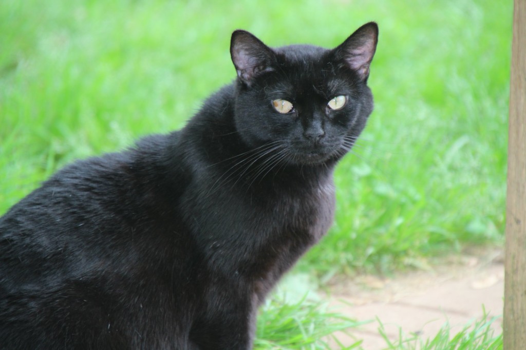 Black Cat Appreciation Day – August 17 | Rikki's Refuge Animal Sanctuary