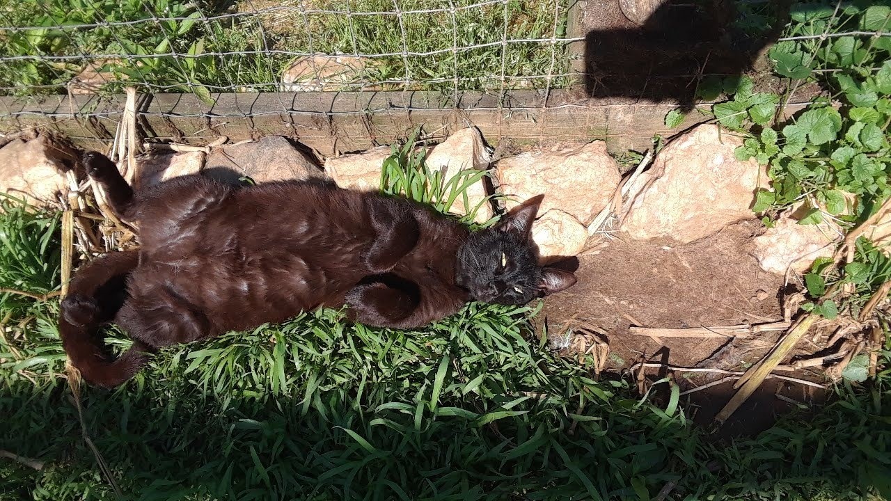 black cat afternoon nap