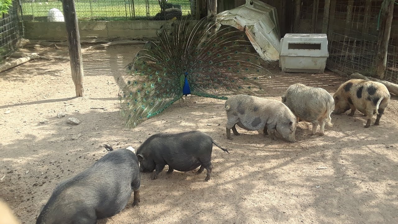 pig pigs not impressed with peacock