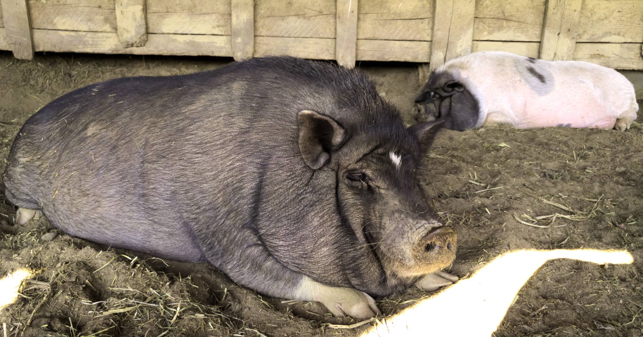 pig pigs smiling nap napping