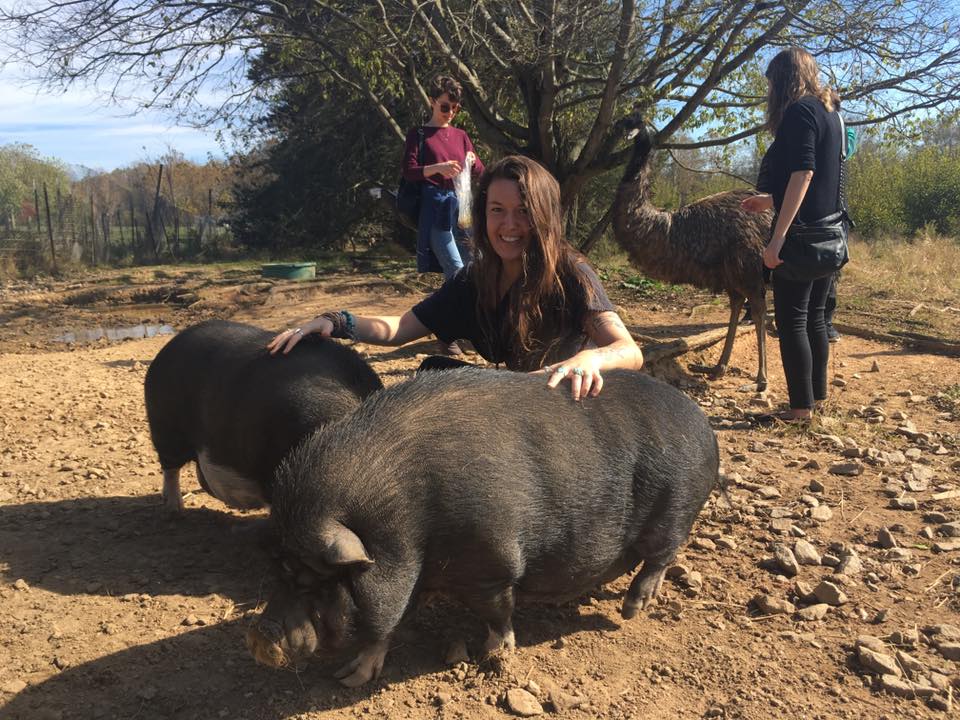 tour pigs guests visitors pig