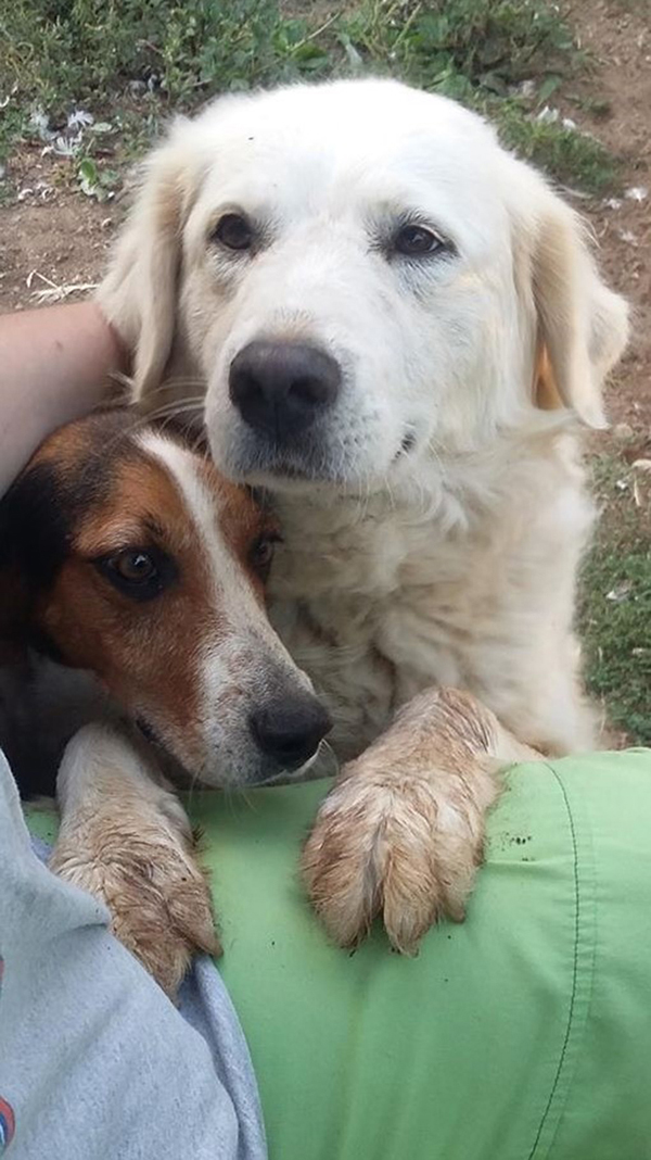 Buzz and Wanda dogs caregiver SIZED