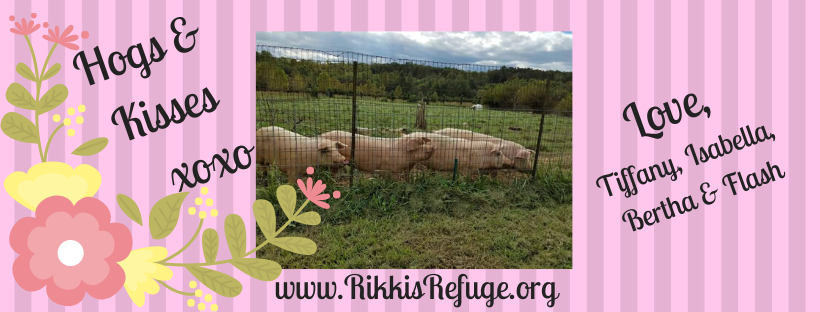 Hogs & Kisses valentine 4 farm pig girls 2020