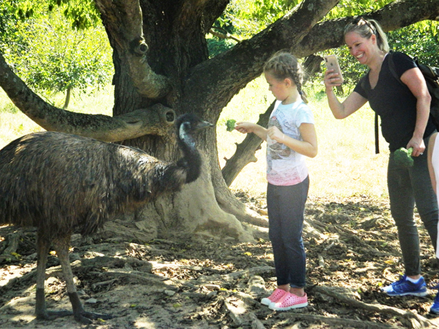 TOUR Feed an emu SIZED