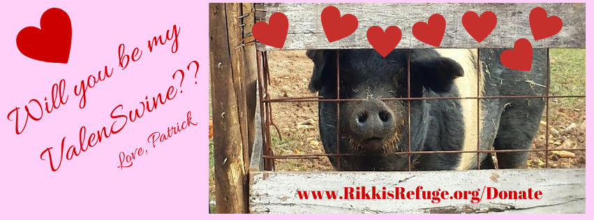 Will you be my ValenSwine__ Patrick Pig valentine
