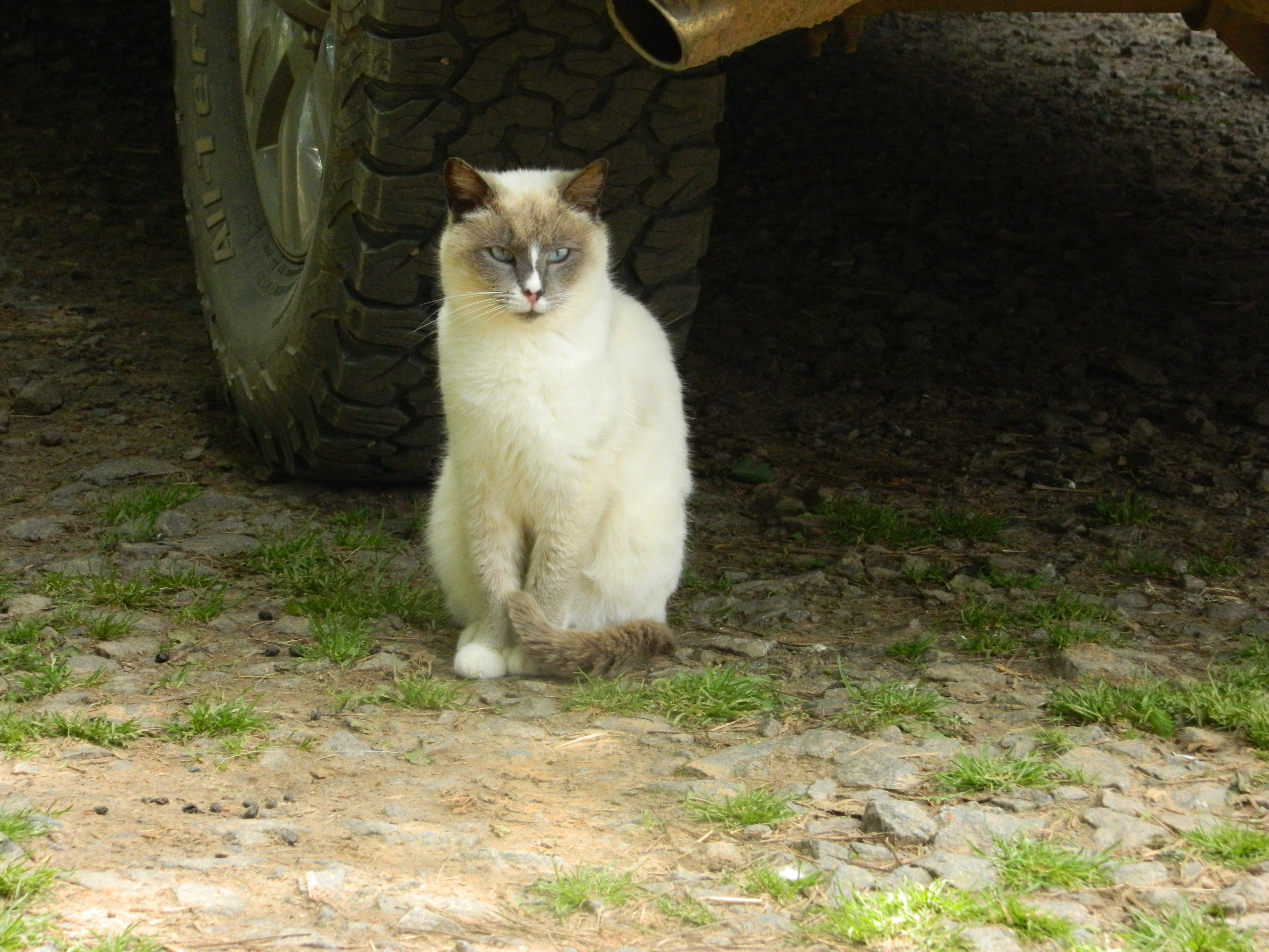 ashley cat feral 5-10-17