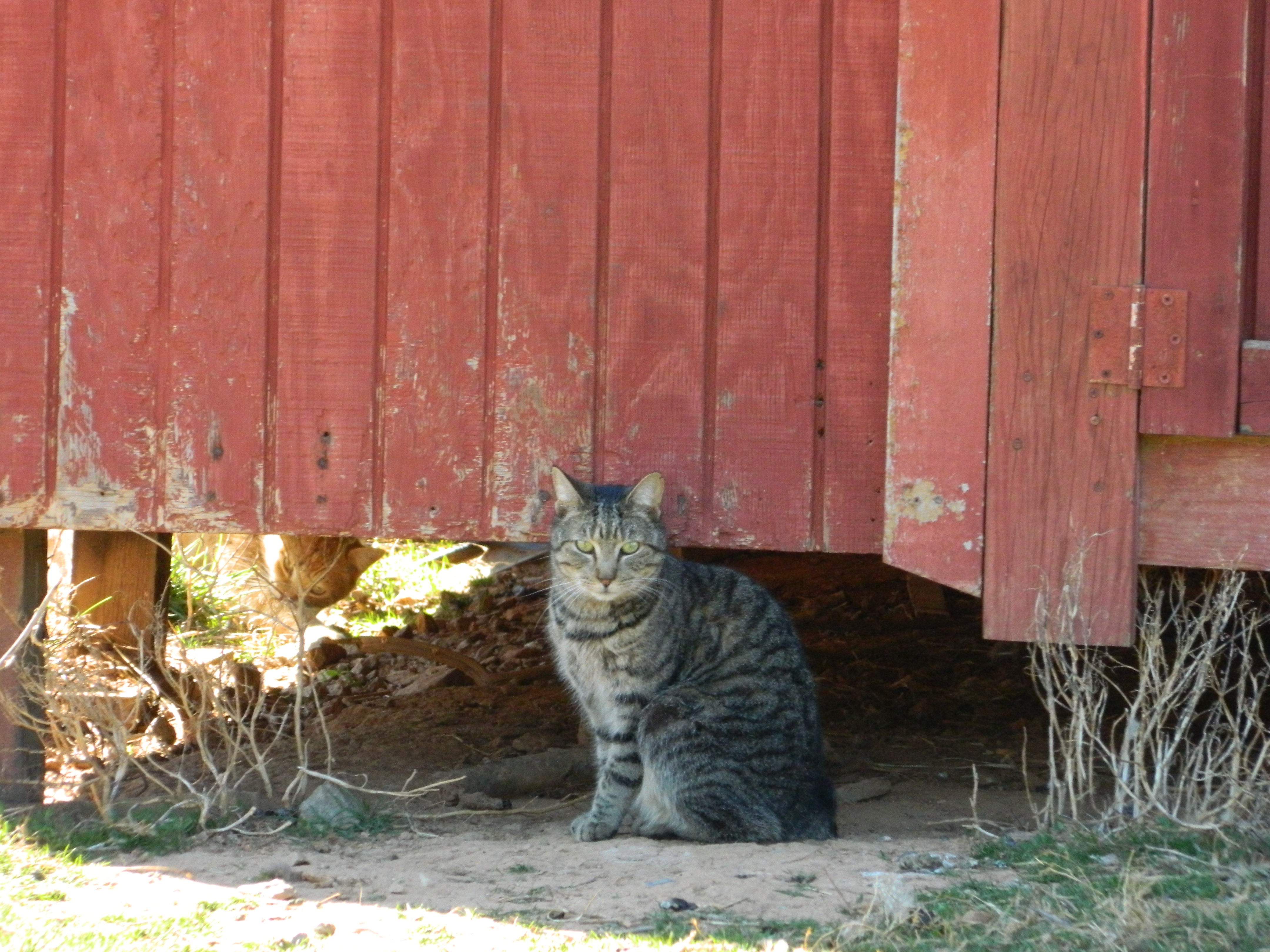 cat feral under feed store