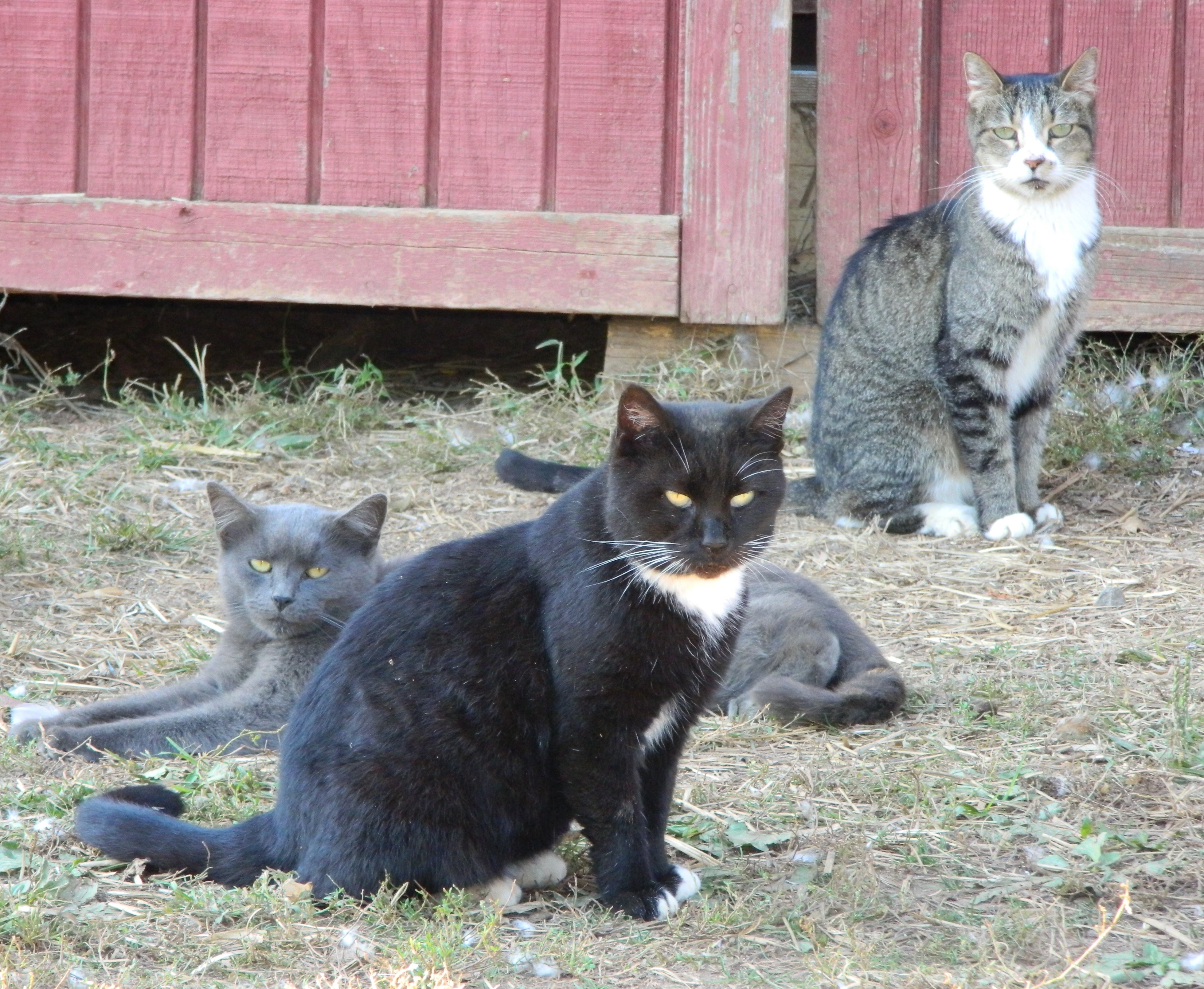 feral cat cats three cute feed store