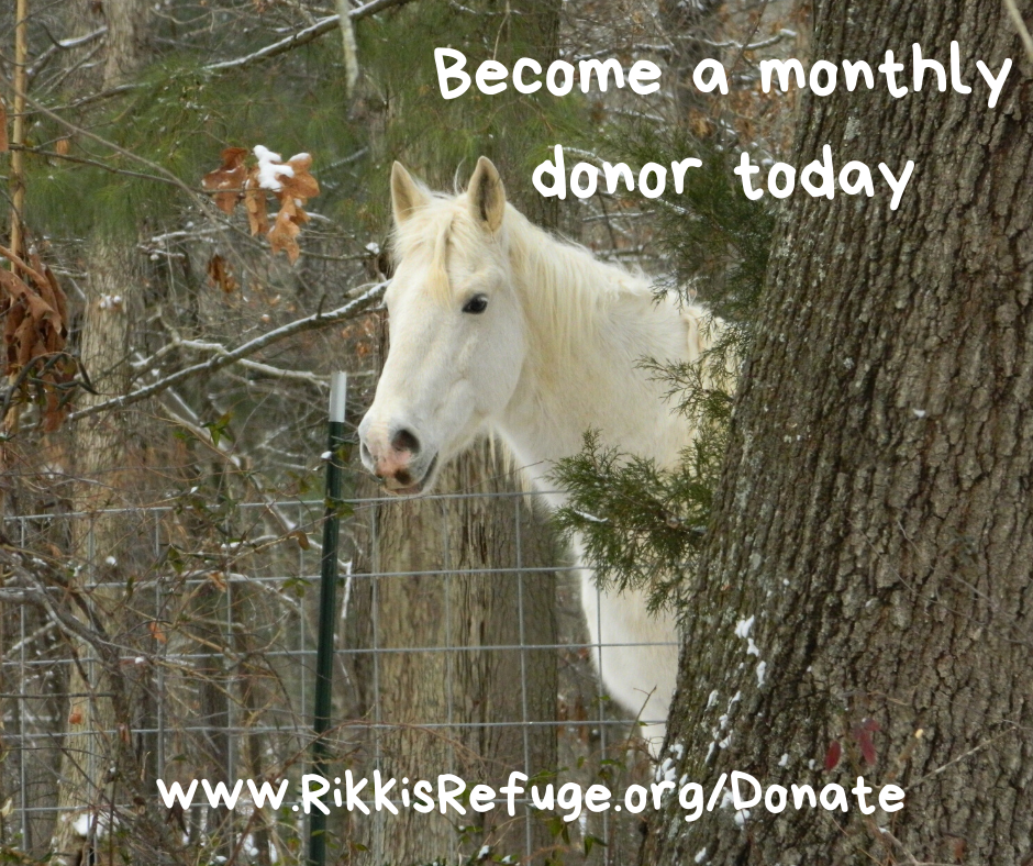 monthly donor 2020 - horse