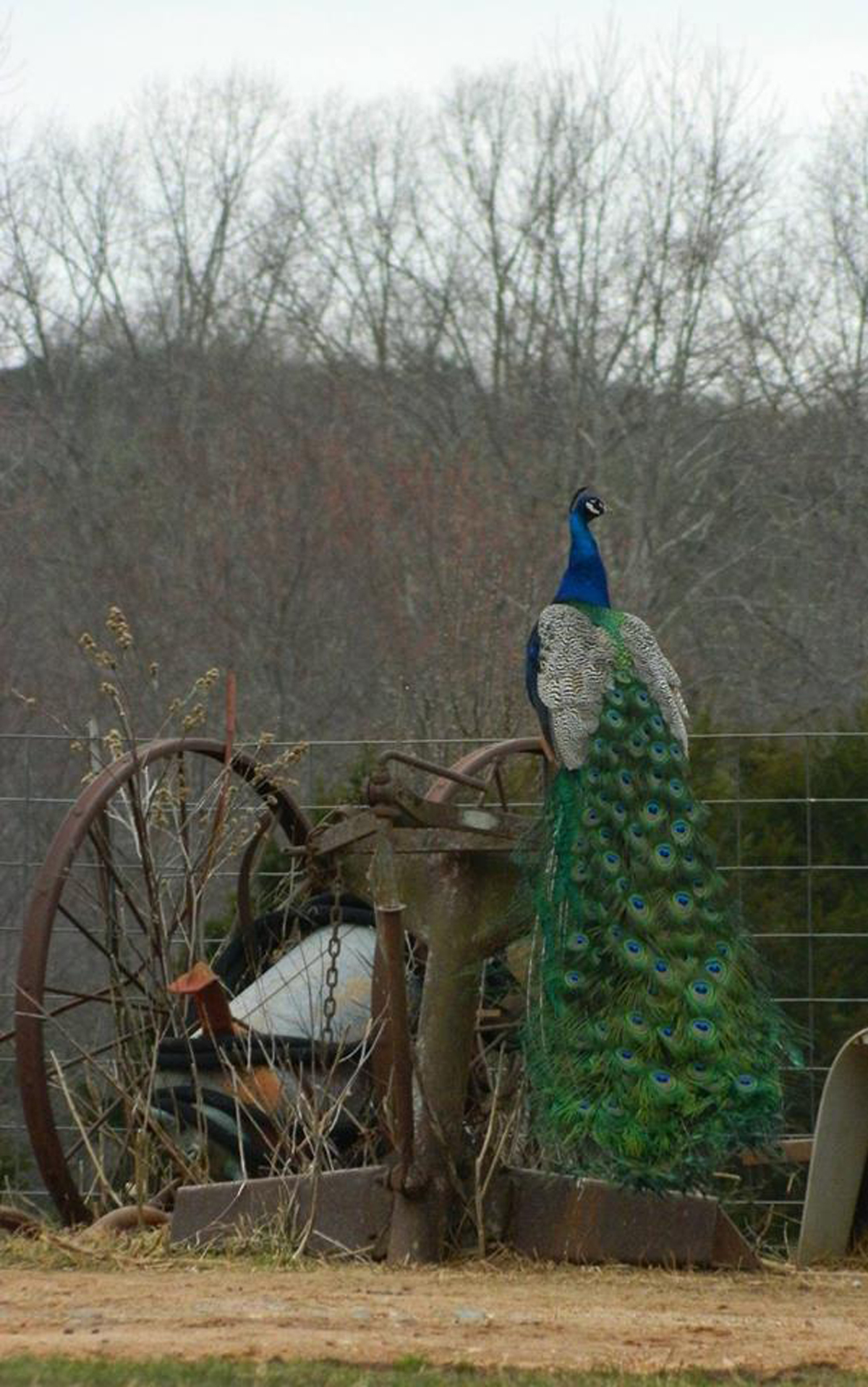 peacock on fence beautiful - SIZED